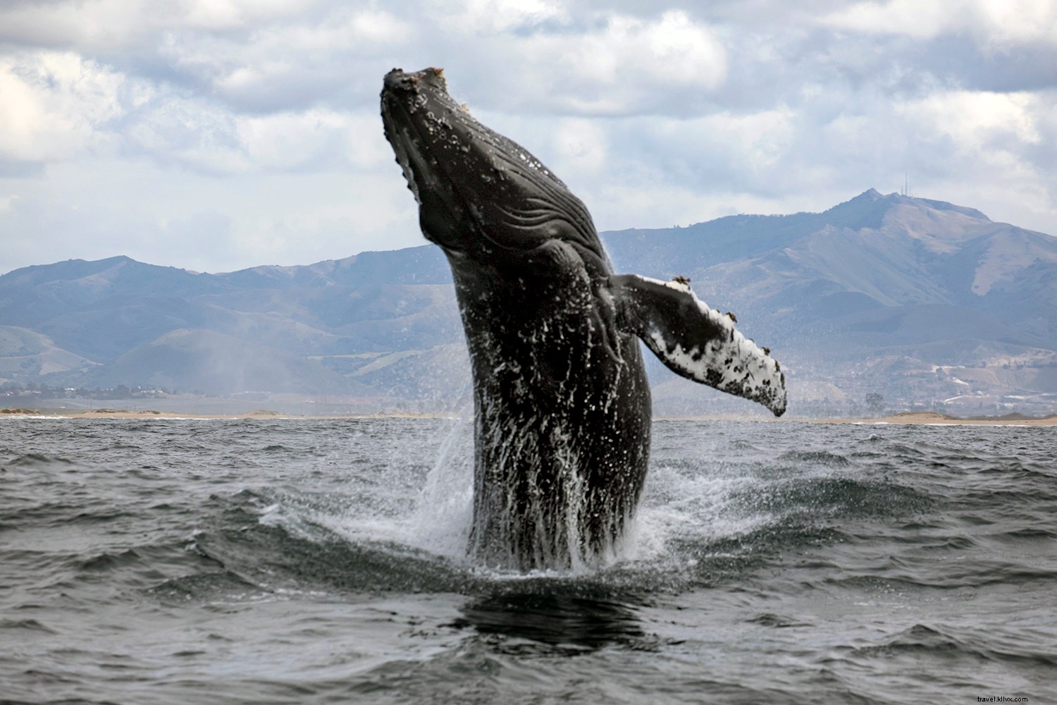 7 leçons que vous apprendrez lors d une excursion à Monterey 